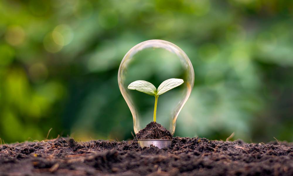 A small plant growing in dark soil in front of a blurred background with a lightbulb sitting over it to represent sustainable farming.